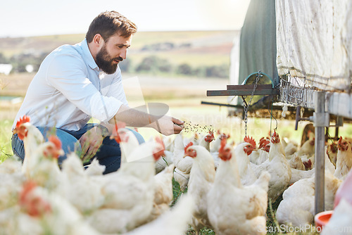 Image of Man on farm, feed chicken and agriculture with poultry livestock and sustainability with organic agro business. Farmer in countryside, animal health with environment and farming process outdoor