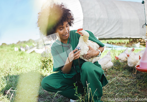 Image of Agriculture, veterinary and black woman with stethoscope and chicken for health check, wellness and inspection. Poultry farming, healthcare and nurse with tool for medical care, vet consult and study