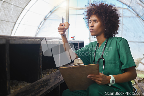 Image of Veterinary, farm and black woman with egg and clipboard for health checklist, wellness and inspection. Chicken farming, animal healthcare and nurse for medical report, analysis and growth results