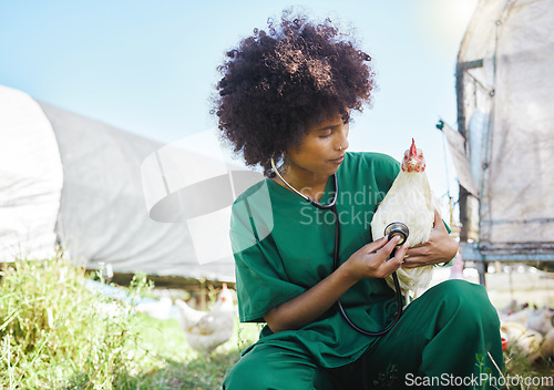 Image of Veterinary, farm and black woman with stethoscope and chicken for inspection, wellness and exam. Poultry farming, agriculture and nurse with tool for animal healthcare, analysis and medical care