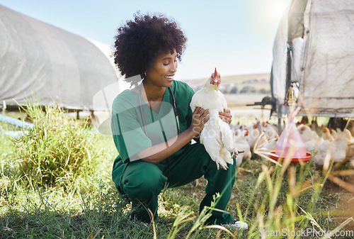 Image of Veterinary, agriculture and black woman with chicken on farm for health inspection, wellness and vitality exam. Poultry farming, animal healthcare and happy nurse with hen for medical care research