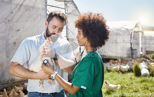 Image of Veterinary, farm and doctor and nurse with chicken for health inspection, wellness and vitality exam. Poultry farming, healthcare and vet team with stethoscope for medical care, analysis and results