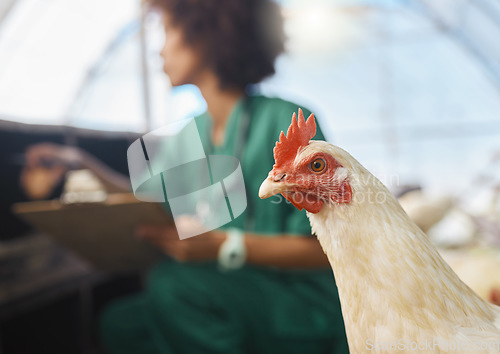 Image of Veterinary, farm and zoom of chicken with nurse for health checklist, wellness and inspection. Poultry farming, agriculture and black woman write notes for medical report, animal healthcare and study