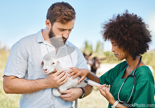 Image of Farm, veterinary and woman giving a injection to a sheep in a livestock field in the sustainable countryside. Agriculture, sustainability and female vet doctor consulting or checkup on animal lamb.