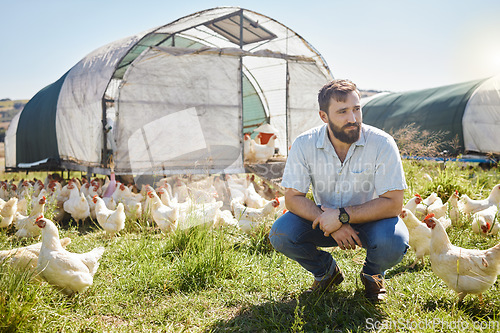 Image of Man on farm, chicken and agriculture, thinking about livestock agro business and sustainability, organic poultry outdoor. Vision, farmer and mindfulness, animal farming and look at countryside view