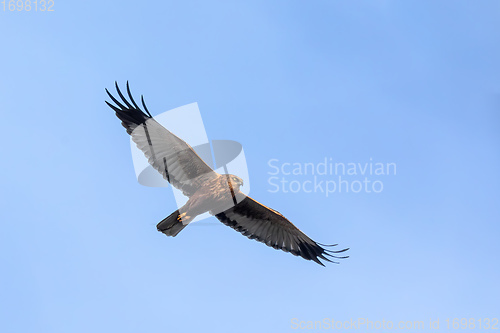 Image of Marsh Harrier, Birds of prey, Europe Wildlife