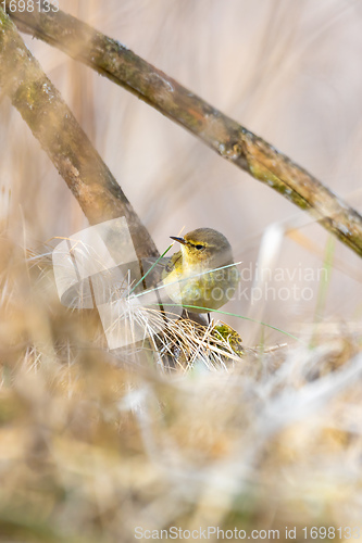 Image of small song bird Willow Warbler, Europe wildlife