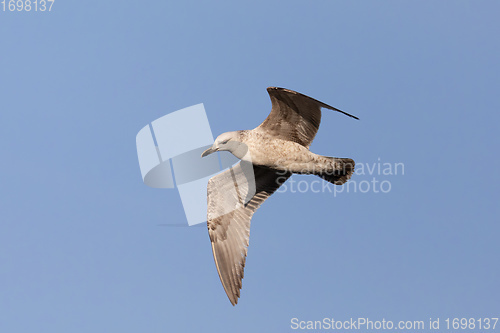 Image of adult bird Glaucous Gull flying in clear sky