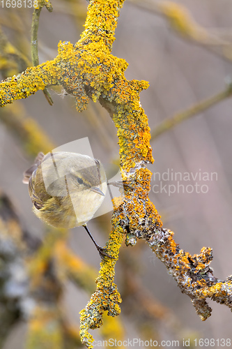 Image of small song bird Willow Warbler, Europe wildlife