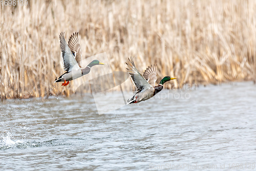 Image of Female and male of Mallard Duck Flying