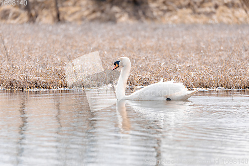 Image of Wild bird mute swan in winter on pond