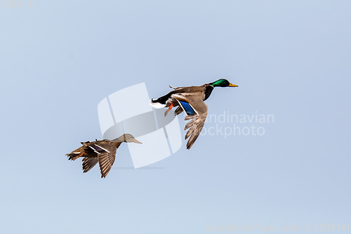 Image of Female and male of Mallard Duck Flying