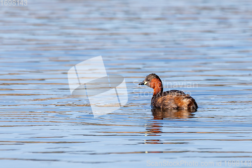 Image of water bird Little Grebe, Tachybaptus ruficollis