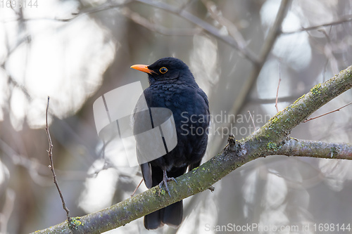 Image of male of Common blackbird in nature