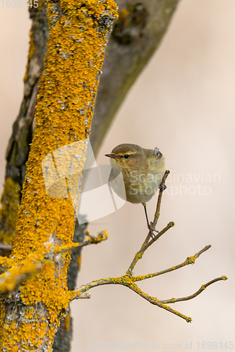 Image of small song bird Willow Warbler, Europe wildlife