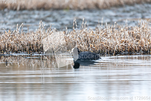 Image of Bird Eurasian coot Fulica atra hiding in reeds