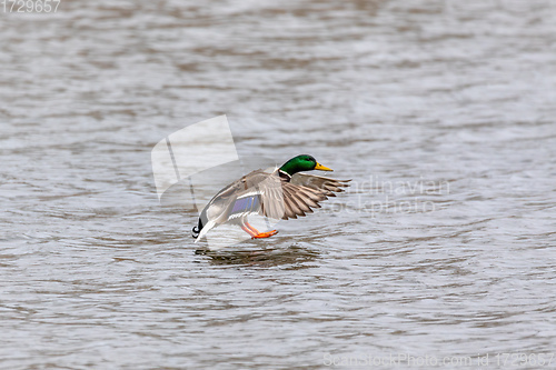 Image of male of Mallard Duck Flying over pond