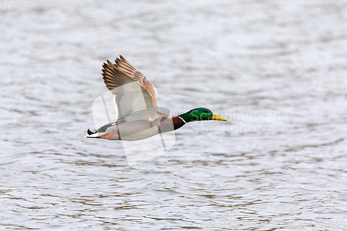 Image of male of Mallard Duck Flying over pond