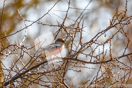 Image of small beautiful bird, common chaffinch