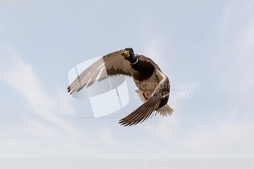 Image of male of Mallard Duck Flying over pond