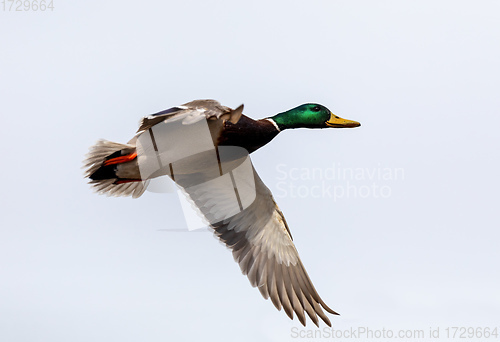 Image of male of Mallard Duck Flying over pond