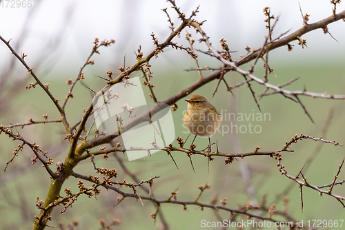 Image of small song bird Willow Warbler, Europe wildlife