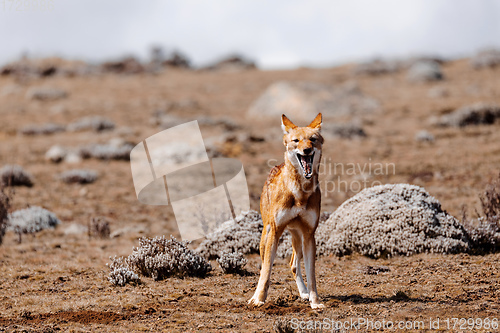 Image of hunting ethiopian wolf, Canis simensis, Ethiopia