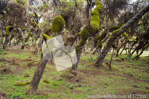 Image of Harenna Forest biotope in Bale Mountains, Ethiopia