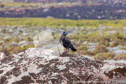 Image of bird Thick-billed raven, Ethiopia wildlife