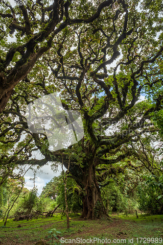 Image of Harenna Forest biotope in Bale Mountains, Ethiopia