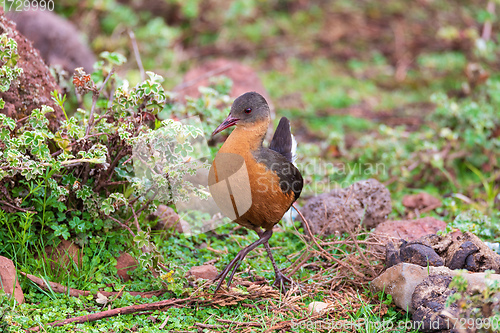 Image of bird Rouget\'s Rail, Bale Mountain Ethiopia