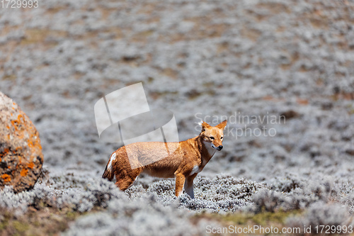 Image of hunting ethiopian wolf, Canis simensis, Ethiopia