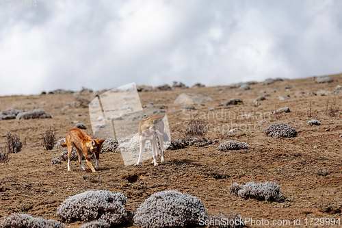 Image of hunting ethiopian wolf, Canis simensis, Ethiopia