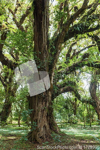 Image of Harenna Forest biotope in Bale Mountains, Ethiopia