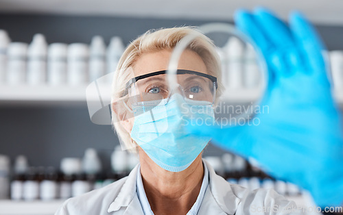 Image of Scientist with petri dish in hand and science study in lab, medical research and senior woman in face mask. Scientific innovation, expert doctor in biotechnology or pharmacy with analysis of sample