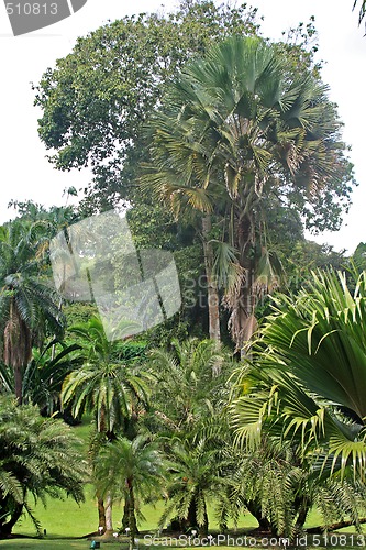 Image of Botanical garden in Singapore