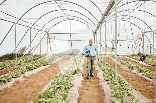 Image of Man, clipboard or walking in farming check, greenhouse analytics or lettuce growth research in crop compliance. Agriculture, countryside or garden field in inspection farmer or nature food innovation