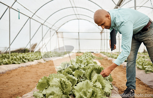 Image of Farmer, clipboard and checking farming vegetables in greenhouse analytics, lettuce growth research or crop compliance. Agriculture, countryside and garden field for inspection man in food innovation