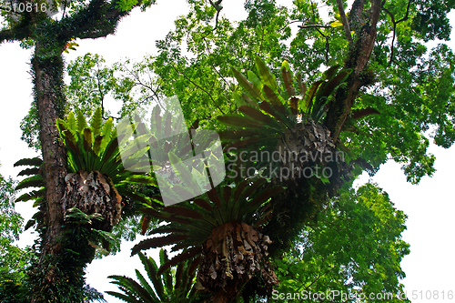 Image of Botanical garden in Singapore