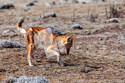 Image of hunting ethiopian wolf, Canis simensis, Ethiopia