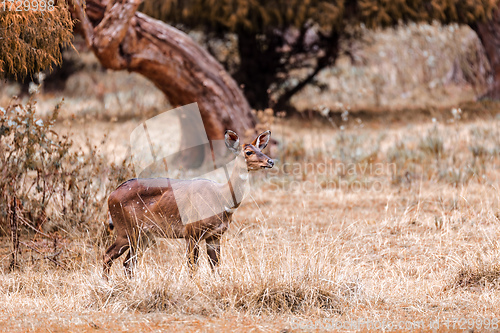 Image of Mountain nyala, Ethiopia, Africa wildlife