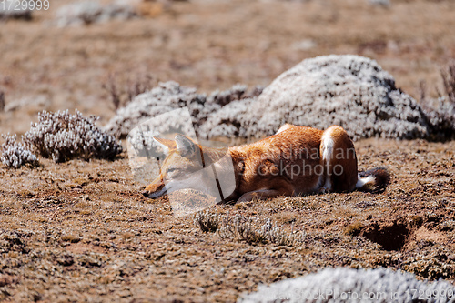 Image of hunting ethiopian wolf, Canis simensis, Ethiopia