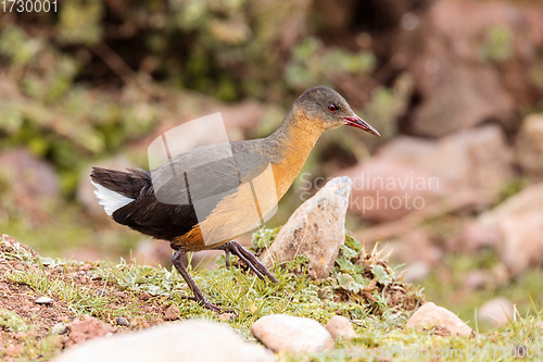 Image of bird Rouget\'s Rail, Bale Mountain Ethiopia