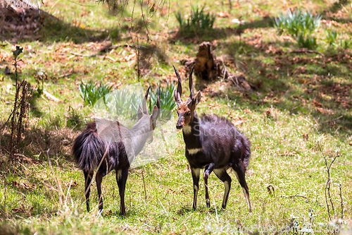 Image of Fighting two male Menelik Bushbuck Bale Mountain, Ethiopia