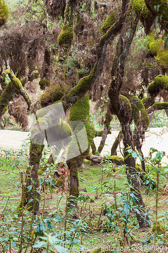 Image of Harenna Forest biotope in Bale Mountains, Ethiopia