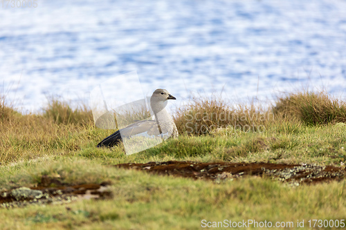 Image of Blue-winged Goose , Bale Mountain, Ethiopia wildlife