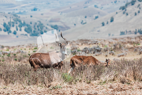 Image of Mountain nyala, Ethiopia, Africa wildlife