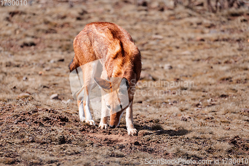 Image of hunting ethiopian wolf, Canis simensis, Ethiopia