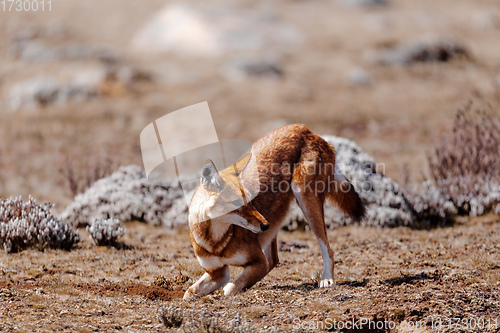 Image of hunting ethiopian wolf, Canis simensis, Ethiopia