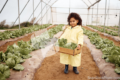 Image of Child, portrait or harvesting vegetables in container, greenhouse land or agriculture field for export logistics sales. Smile, happy or farming kid and crate for lettuce help or food crops collection